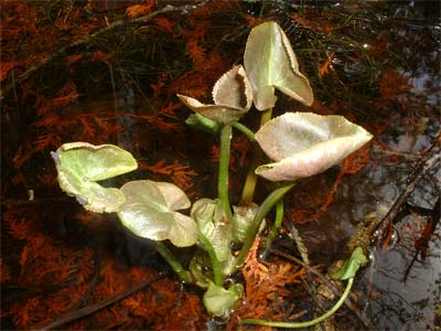 marsh marigold