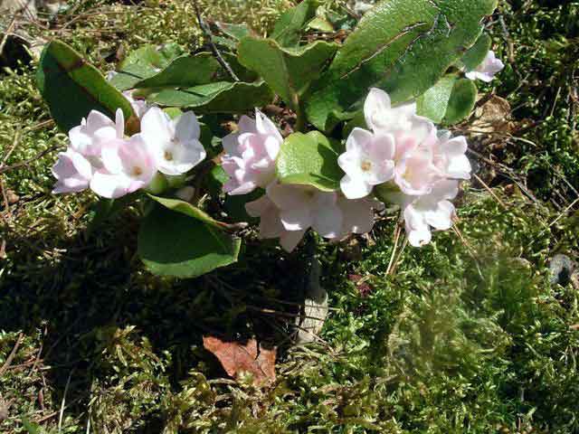 arbutus