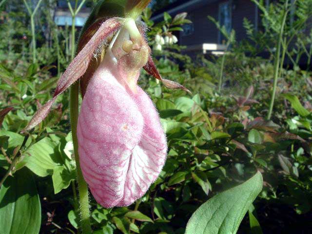 ladyslipper