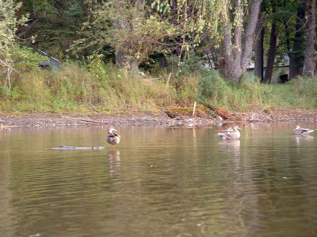 16ducks