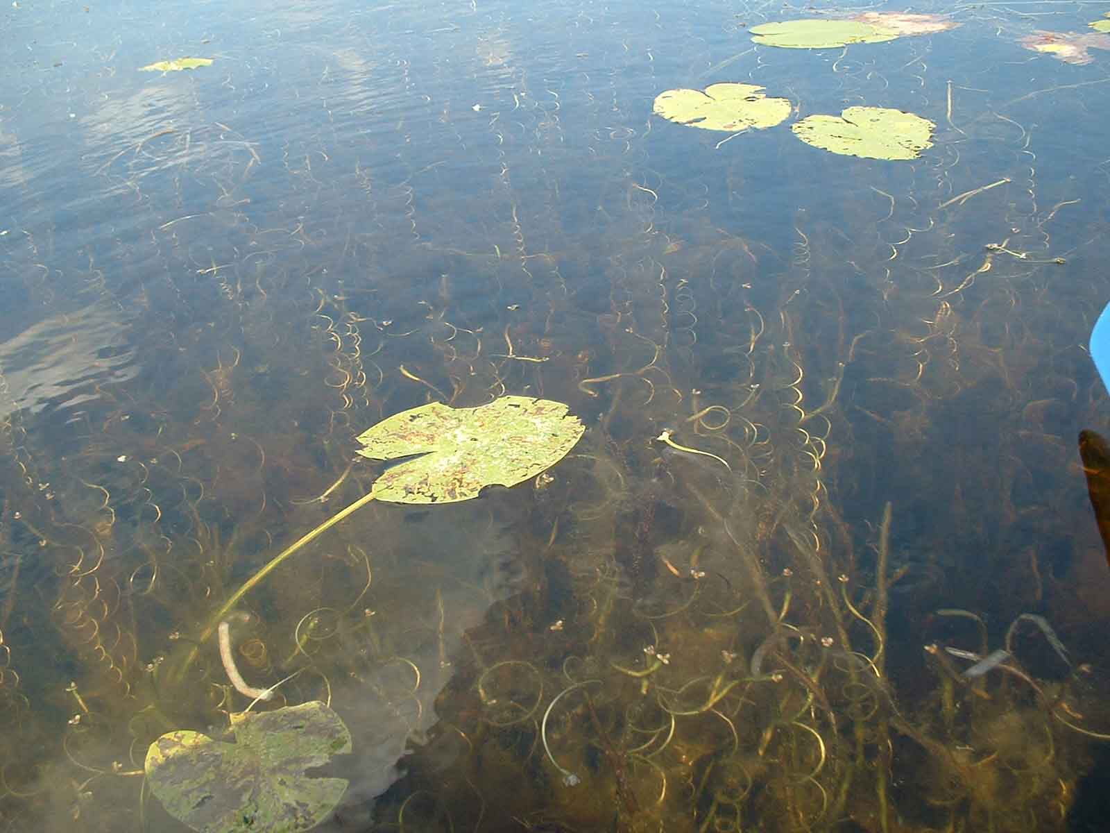 04seaweed