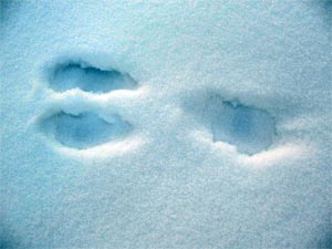 tracks.jpg