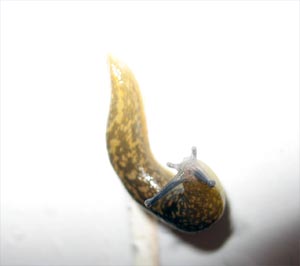 sluggy.jpg