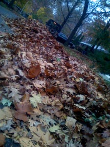 leaves.jpg