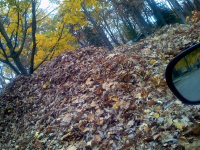 leaves01.jpg