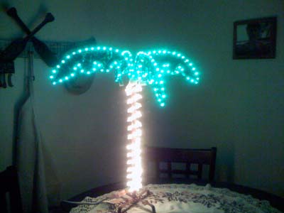 palmtree.jpg