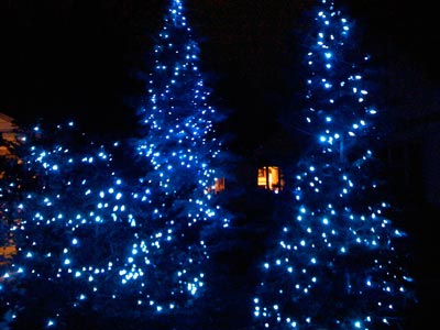 bluetrees.jpg