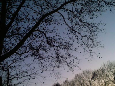 branches.jpg
