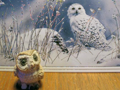 owlz.jpg