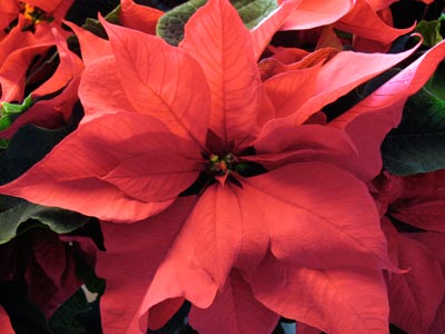 pointsettia.jpg