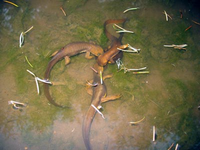 amphibious.jpg