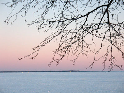 sunsetbranches