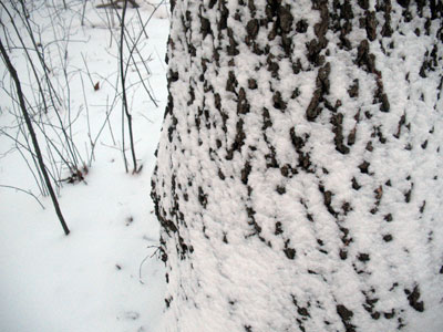favoritetree