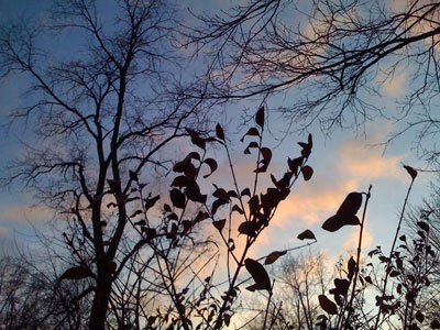 leaves