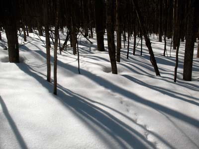 woods1