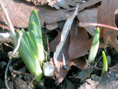 crocus