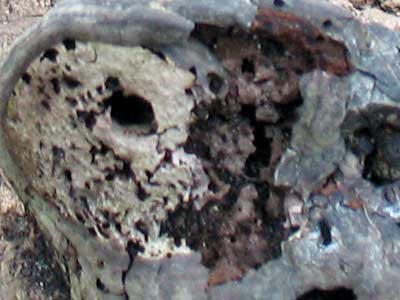 fungus
