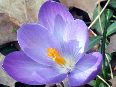 crocus