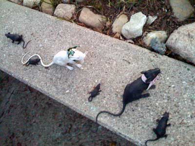ratties
