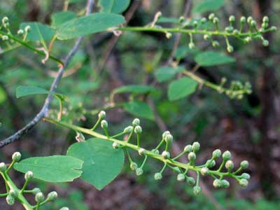 leaves