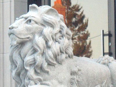 lion