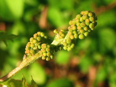 pods