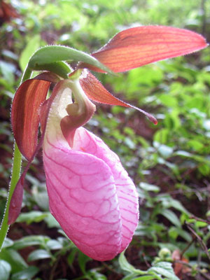 ladyslipper