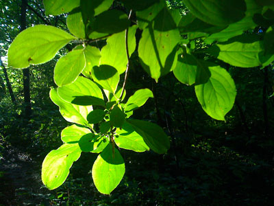 sunlitleaves