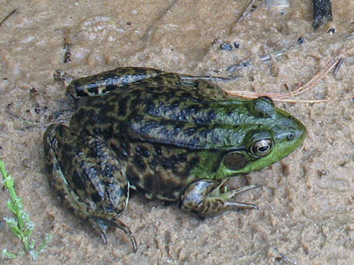 froggy