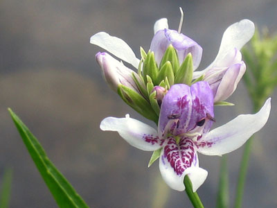 iris