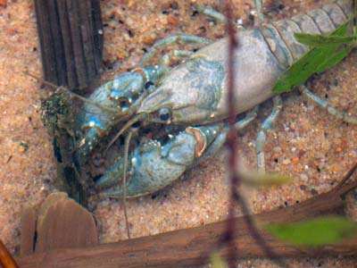 crawfish
