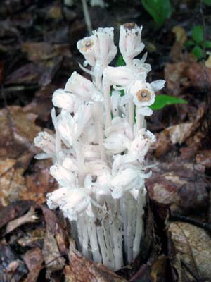 indianpipes