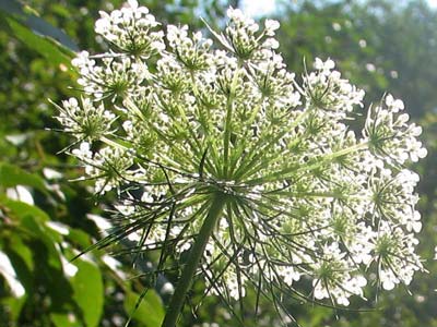 laceflower