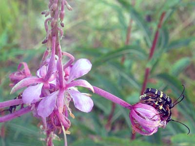 pinkflowerbees