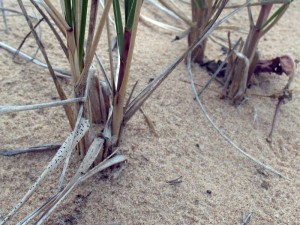 beachgrass
