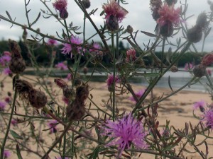 beachweeds
