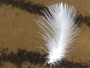 feather