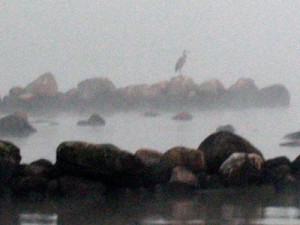 heronfog