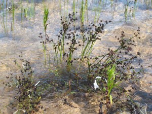 waterplants