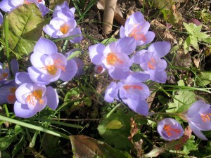 crocus