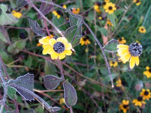 yellowflower