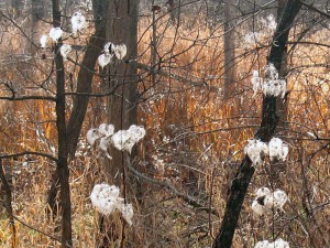 seedclouds