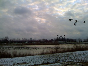 geese geese