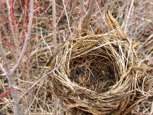 nest