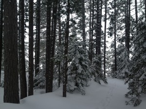 cabin4