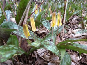 troutlily