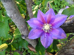 clematis