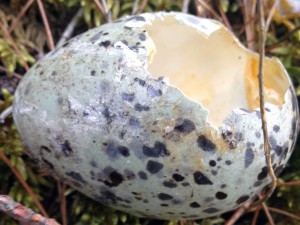 egg