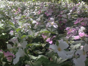 trilliumfield