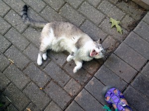 cat2